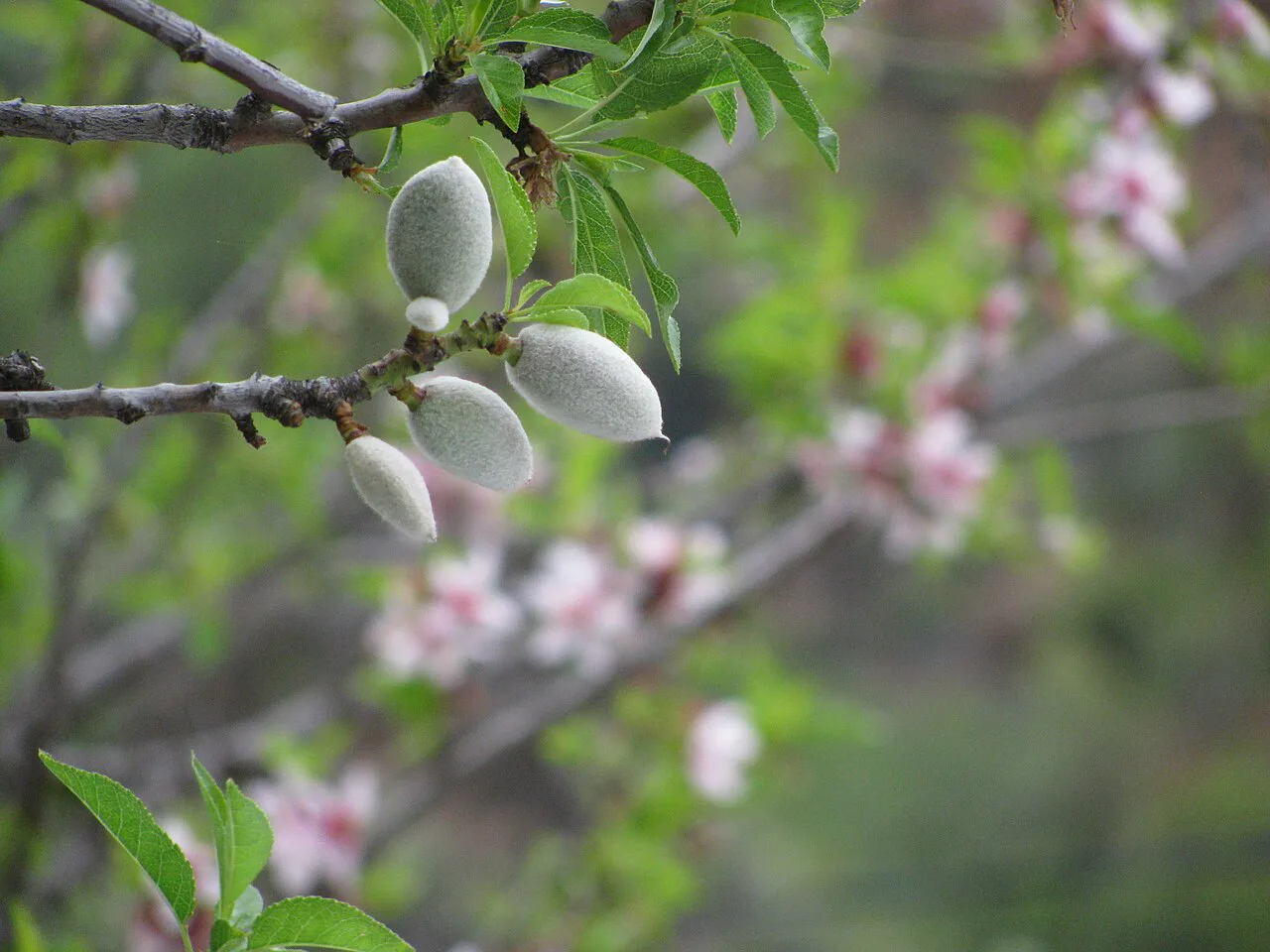 Almendras y flores de almendro en Gran Canaria